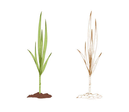 Colored sugarcane grass and outlined sketch of sugar cane. Couple of field plants. Contoured botanical elements. Hand-drawn vector illustration isolated on white backgroundのイラスト素材