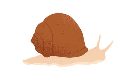 Slow and slimy snail with spiral shell crawling. Hand-drawn slug animal or snailfish. Colored flat textured vector illustration isolated on white backgroundのイラスト素材