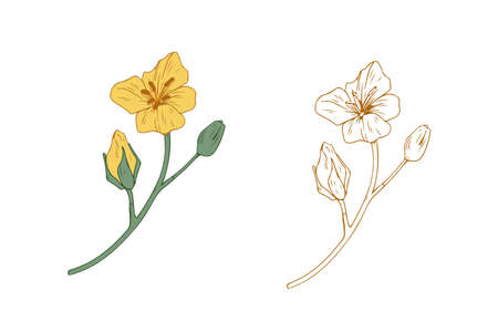Colored and outlined branches of yellow rapeseed plant. Rape canola flower buds. Botanical elements in retro style. Realistic hand-drawn vector illustration isolated on white background.のイラスト素材