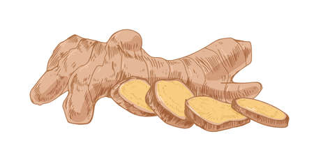 Fresh ginger root with slices and segments. Composition with Indian winter spice. Realistic and detailed hand-drawn vector illustration isolated on white backgroundのイラスト素材