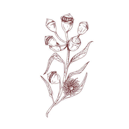 Eucalyptus flower with blossomed buds and burgeons. Sketch or outlined drawing of floral element isolated on white background. Vintage botanical art. Hand-drawn vector illustration in retro styleのイラスト素材