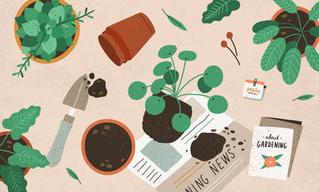 Planting, replanting and care about interior plants. Transplanting Pilea from one pot into another. Home gardening and horticulture. Colored flat vector illustration of houseplants cultivationのイラスト素材