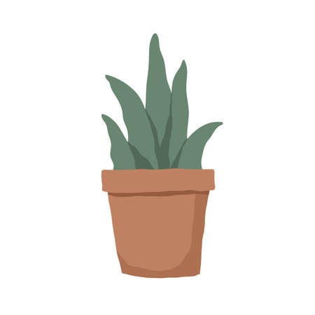 Succulent in pot isolated on white background. Interior plant with fleshy leaves growing in planter. Colored flat vector illustration of houseplantのイラスト素材