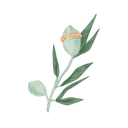 Australian eucalyptus flower with unopened buds in caps. Hand-drawn botanical element isolated on white background. Floral vector illustration of wild exotic plantのイラスト素材