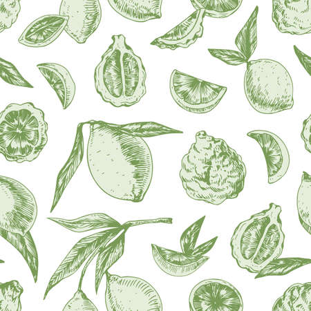 Seamless pattern with limes, bergamots and leaves on white background. Design of endless repeatable texture with green citrus fruits. Hand-drawn colored vector illustration for printing and decoration.のイラスト素材