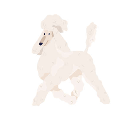 White Royal Poodle walking. Standard Pudel breed with elegant haircut. Friendly purebred dog going with raised tail. Luxurious doggy. Isolated flat vector illustration of petのイラスト素材