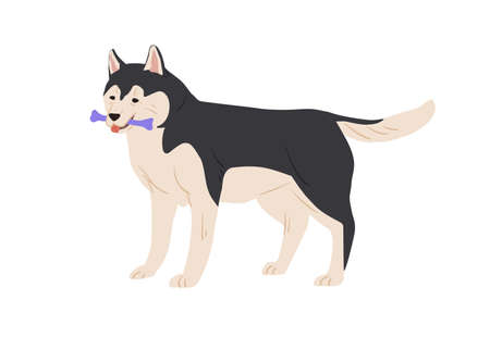 Australian Malamute dog standing and holding toy bone in mouth. Purebred doggy playing. Colored flat vector illustration isolated on white backgroundのイラスト素材