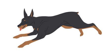 Doberman Pinscher dog running with tongue hanging out. Strong muscular Dobie rushing or chasing smb. Purebred adult doggy jumping. Colored flat vector illustration isolated on white backgroundのイラスト素材