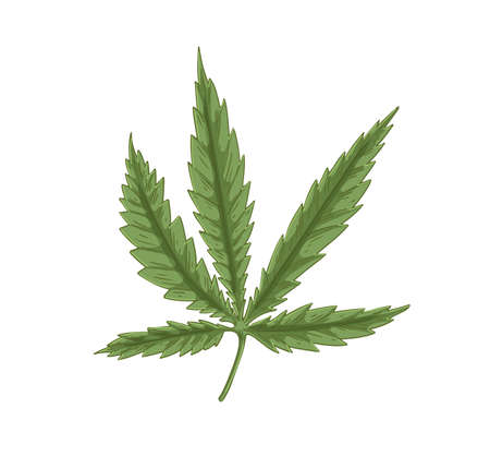 Leaf of Cannabis plant. Leaves of Marijuana or Hemp. Vintage botanical art. Medical or industrial herb. Realistic hand-drawn vector illustration of hash isolated on white backgroundのイラスト素材