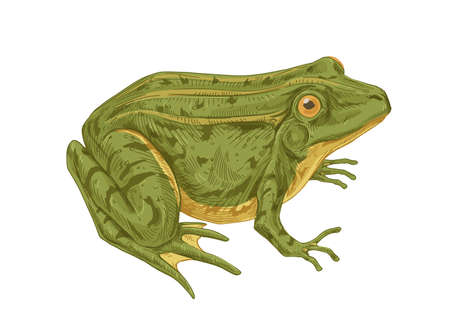 Big adult frog. Realistic green toad with bulging eyes. Amphibian aquatic animal drawn in detailed vintage style. Colored vector illustration isolated on white backgroundのイラスト素材
