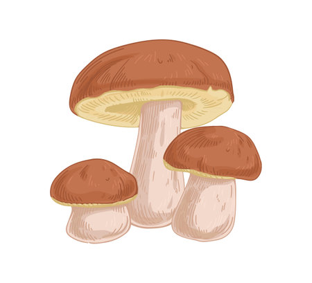 Group of boletus fungi. Porcini mushroom composition. Fresh edible raw fungus. Organic natural forest food. Colored hand-drawn vector illustration isolated on white backgroundのイラスト素材