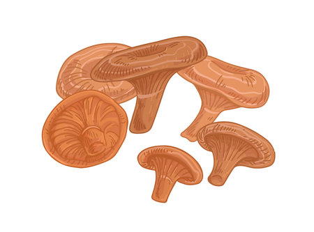 Niscalo, red pine mushroom or saffron milk cap. Composition of edible wild fungi. Realistic fungus. Fresh natural vegetarian food. Drawn vector illustration of orange latex milky isolated on whiteのイラスト素材