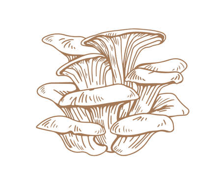 Outlined oyster mushrooms or fungi. Bunch of pleurotus ostreatus drawn in vintage style. Forest edible fungi. Contoured handdrawn graphic vector illustration isolated on white backgroundのイラスト素材