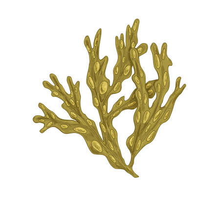 Sea Fucus or rockweed. Underwater edible seaweed with bladders on leaves. Undersea vesicular alga. Botanical drawing. Realistic hand-drawn vector illustration isolated on white backgroundのイラスト素材