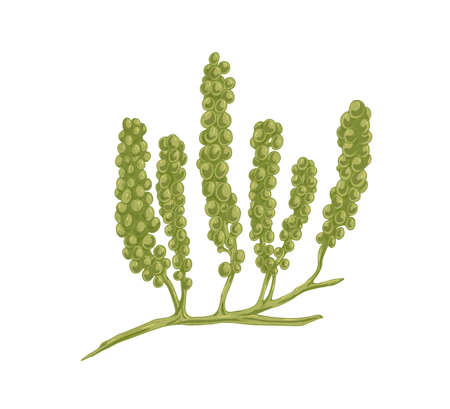 Sea grapes or green caviar algae. Caulerpa Lentillifera seaweed. Natural underwater plant. Undersea vegetation. Realistic hand-drawn vector botanical illustration isolated on white backgroundのイラスト素材