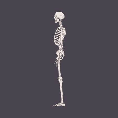 Side view of human skeleton with realistic bones, ribs and skull. Drawing of body structure profile. Lateral x-ray persons scan. Isolated detailed hand-drawn vector illustration of xrayのイラスト素材