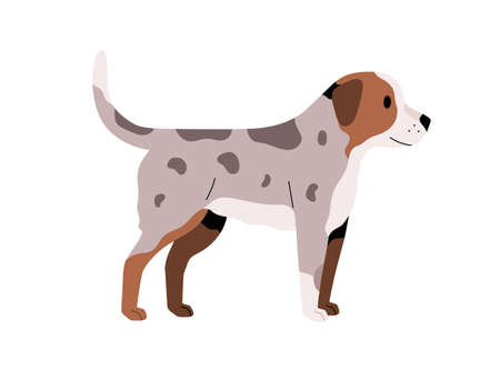 Puppy standing with tail raised up. Friendly small dog. Doggy with spotty fur. Side view of little canine animal. Flat vector illustration of cute realistic pup isolated on white backgroundのイラスト素材