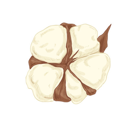 Fluffy cotton flower bud. Handdrawn dry soft coton boll. Botanical drawing of floral ball in vintage style. Hand-drawn realistic detailed vector illustration isolated on white backgroundのイラスト素材