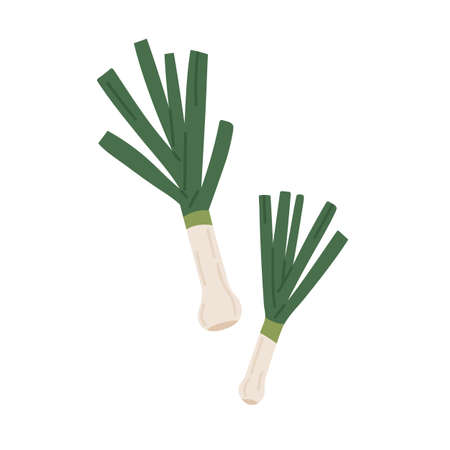 Green leek stalk. Icon of raw fresh vegetable. Food plant with stem and leaf. Colored flat vector...