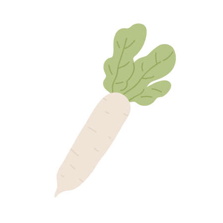 Long tuber of Japanese daikon radish with leaf. Asian big root vegetable with leaves. Icon of fresh raw food. Colored flat vector illustration of Japan veggie isolated on white backgroundのイラスト素材