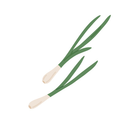 Fresh raw scallions composition. Green spring onions. Healthy natural spicy food. Flat vector illustration of organic seasoning isolated on white backgroundのイラスト素材