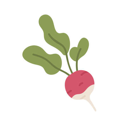 Pink radish tuber with tops. Fresh raw vegetable with leaves. Root veggie icon. Flat vector...