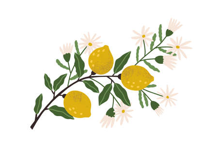 Blooming lemon tree branch with yellow citrus fruits, blossomed flowers and leaves. Plant with ripe fruitage. Modern botanical flat graphic vector illustration isolated on white backgroundのイラスト素材
