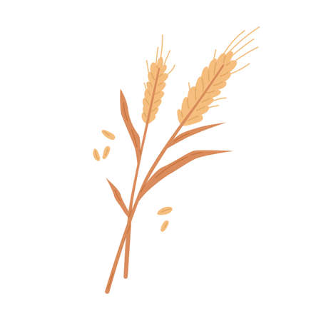 Dry wheat spikelets with ear, stem and spike. Botanical composition of farm cereal plant and grains. Flat vector illustration of field crop isolated on white backgroundのイラスト素材