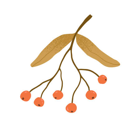 Autumn rowan branch with leaves and red berries. Twig with fall leaf and rowanberries. Autumnal decorative plant. Flat vector illustration of design element isolated on white backgroundのイラスト素材