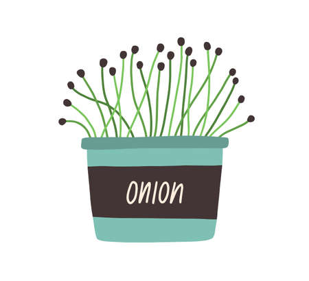 Onion microgreen seedlings in pot. Fresh micro greens growing in planter. Organic herb shoots in container. Flat vector illustration of plant sprouts isolated on white backgroundのイラスト素材