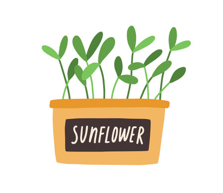 Green sprouts of microgreens in pot. Fresh leaf of sunflower micro greens in container. Seedlings growing in planter. Flat vector illustration of eco vegetarian herbs isolated on white backgroundのイラスト素材
