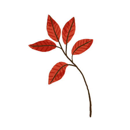 Red-leaf branch. Autumn twig with leaves. Decorative fall foliage plant. Autumnal design element for decoration. Flat vector illustration of sprig isolated on white backgroundのイラスト素材