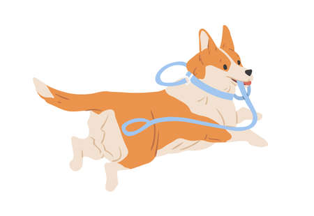 Cute Welsh Corgi dog running away with leash in mouth. Happy funny doggy escaping. Colored flat vector illustration of adorable pet isolated on white backgroundのイラスト素材