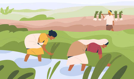 Indian women farmers working on rice field, standing in water. Agriculture workers on farm land. People work on plantation in India. Organic farming and farmland. Colored flat vector illustrationのイラスト素材