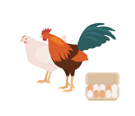 Cute cock, chicken and carton or box full of eggs. Rooster and hen isolated on white background. Free range domestic fowl, pair of poultry or farm birds. Flat cartoon colorful vector illustrationのイラスト素材