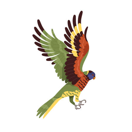 Loriina parrot flying with spread wings. Tropical rainbow lorikeet with long tail. Exotic bird with multicolor feathers. Realistic flat cartoon vector illustration isolated on white backgroundのイラスト素材