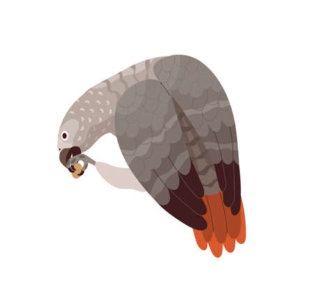 Congo grey parrot eating. African bird with red tail and gray feathers. Tropical birdie from Africa. Exotic fauna. Realistic flat cartoon vector illustration isolated on white backgroundのイラスト素材