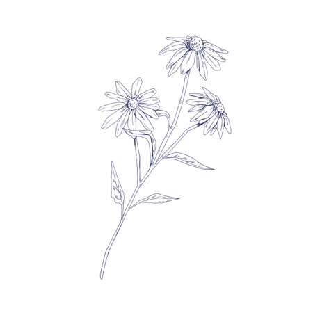 Outlined Echinacea flower. Botanical detailed drawing of coneflowers. Sketch of wild field floral plant. Medicinal herb with blooming buds. Hand-drawn vector illustration isolated on white backgroundのイラスト素材