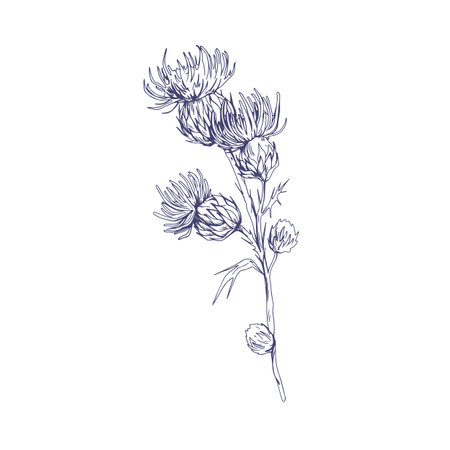 Outlined milk thistle flowers. Botanical etching of wild Cirsium. Detailed sketch of field floral plant. Vintage drawing of herb with thorns. Handdrawn vector illustration isolated on white backgroundのイラスト素材