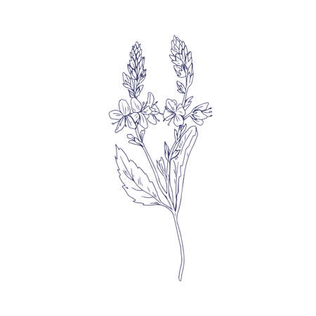 Heath speedwell flowers, outlined botanical drawing. Branch of Veronica officinalis. Wild floral plant. Detailed sketch of field herb in vintage style. Vector illustration isolated on white backgroundのイラスト素材