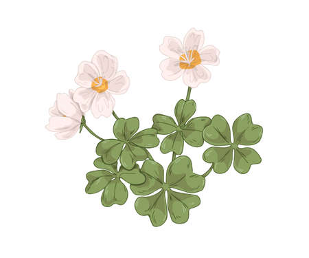 Wood sorrel plant with blooming flowers and leaves. Common oxalis acetosella. Vintage botanical drawing of shamrock wildflower. Hand-drawn vector illustration of herb isolated on white backgroundのイラスト素材