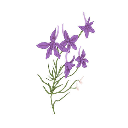 Forking larkspur flowers. Botanical drawing of wild floral plant. Realistic Consolida regalis herb. Wildflower in vintage style. Hand-drawn detailed vector illustration isolated on white backgroundのイラスト素材