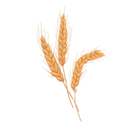 Wheat spikelets with ears, grains, stems and spikes. Realistic drawing of agriculture cereal crop, farm field seed plant. Botanical hand-drawn vector illustration isolated on white backgroundのイラスト素材
