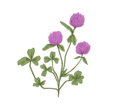 Clover flowers. Botanical drawing of realistic Trifolium pratense. Wild floral plant with trefoil leaves. Meadow wildflower in retro style. Hand-drawn vector illustration isolated on white backgroundのイラスト素材