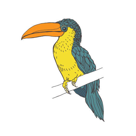 Curl-crested aracari with long beak. Tropical curly bird. Realistic drawing of exotic Amazonian jungle feathered animal on branch. Colored drawn vector illustration isolated on white backgroundのイラスト素材