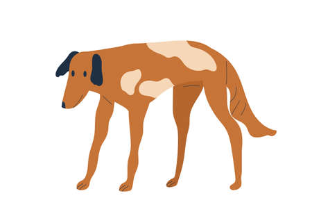 Stray dog standing. Skinny thin canine animal. Spotty flap-eared doggy. Hungry pet. Colored flat vector illustration of bicolor cur isolated on white backgroundのイラスト素材