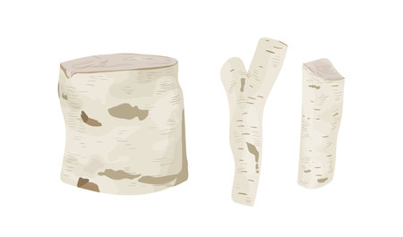 Birch tree stumps and logs vector illustrations set. Trunk parts with white bark top and side view. Felled wood, industrial stuff, building material. Firewood isolated on white backgroundのイラスト素材