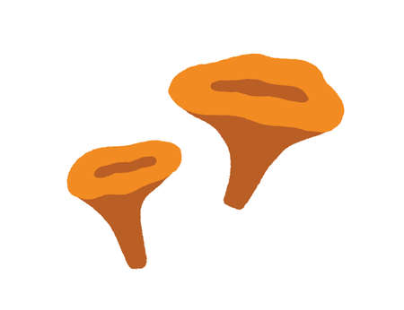 Chanterelles, big and small mushrooms composition. Autumn forest food. Fall edible Cantharellus fungus. Fungi icon drawn in doodle style. Flat vector illustration isolated on white backgroundのイラスト素材