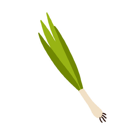Scallion, green spring onions. Fresh sibies, stems and bulb. Natural spicy seasoning. Raw vegetable. Organic food, spice. Flat vector illustration isolated on white backgroundのイラスト素材