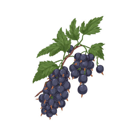Black currant branch with berries cluster and leaf. Blackcurrant fruits growing on garden plant. Vintage botanical drawing of cassis. Realistic drawn vector illustration isolated on white backgroundのイラスト素材